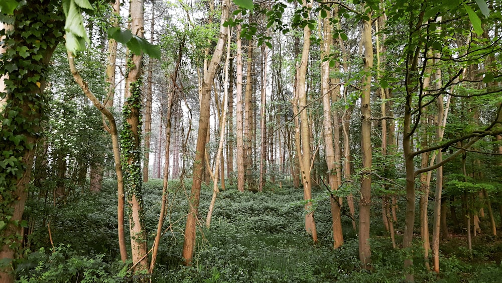 forêt pendant la journée