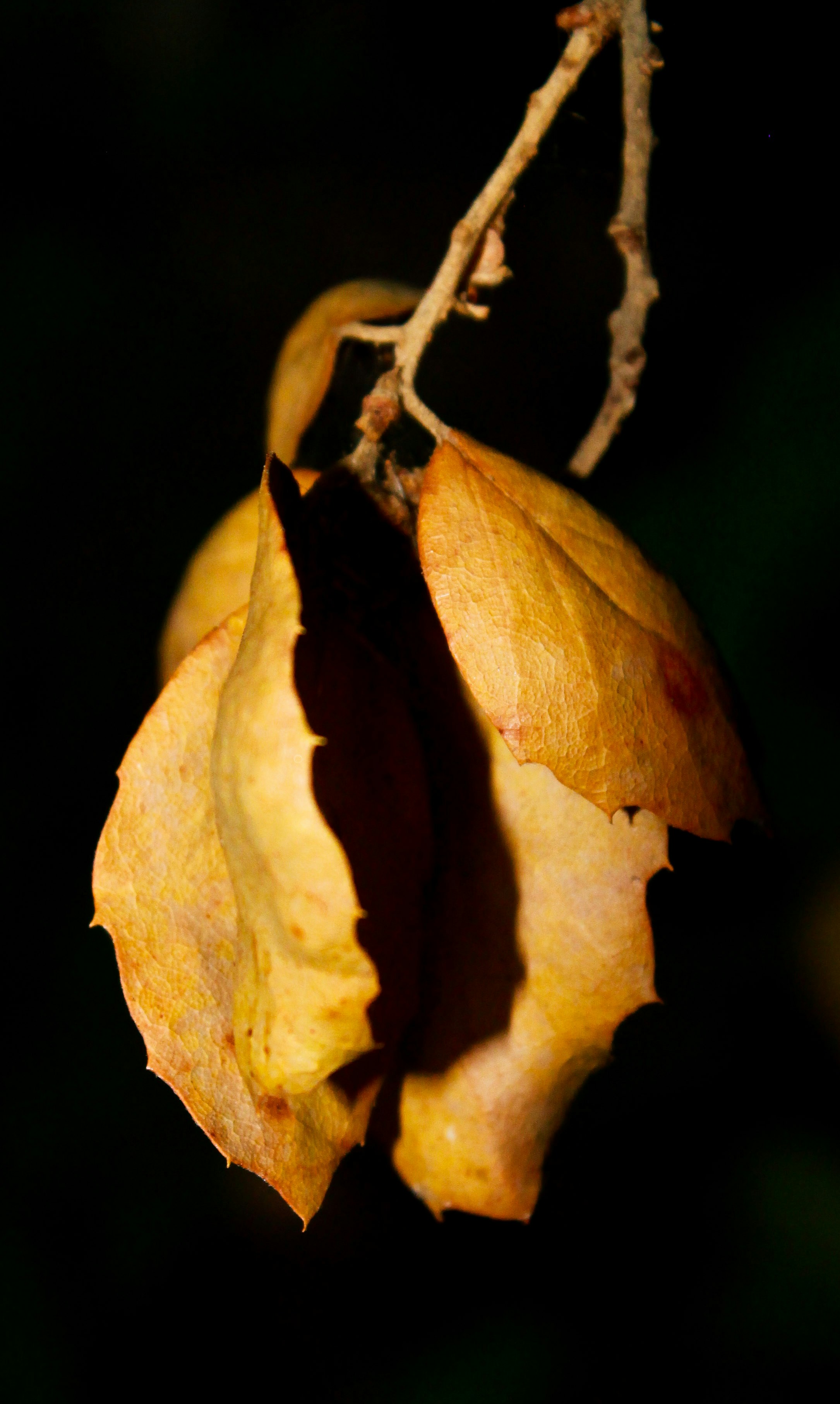 a close up of a leaf on a tree