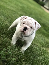 A young bulldog with a white coat is standing on a lush green lawn, wearing a silver chain collar. The dog's expression is calm and curious as it gazes forward.