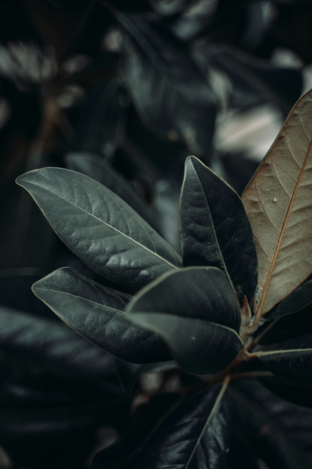 green leafed plants