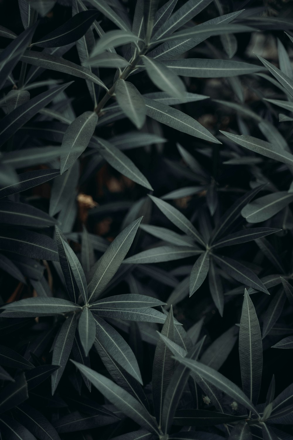 green leafed plants