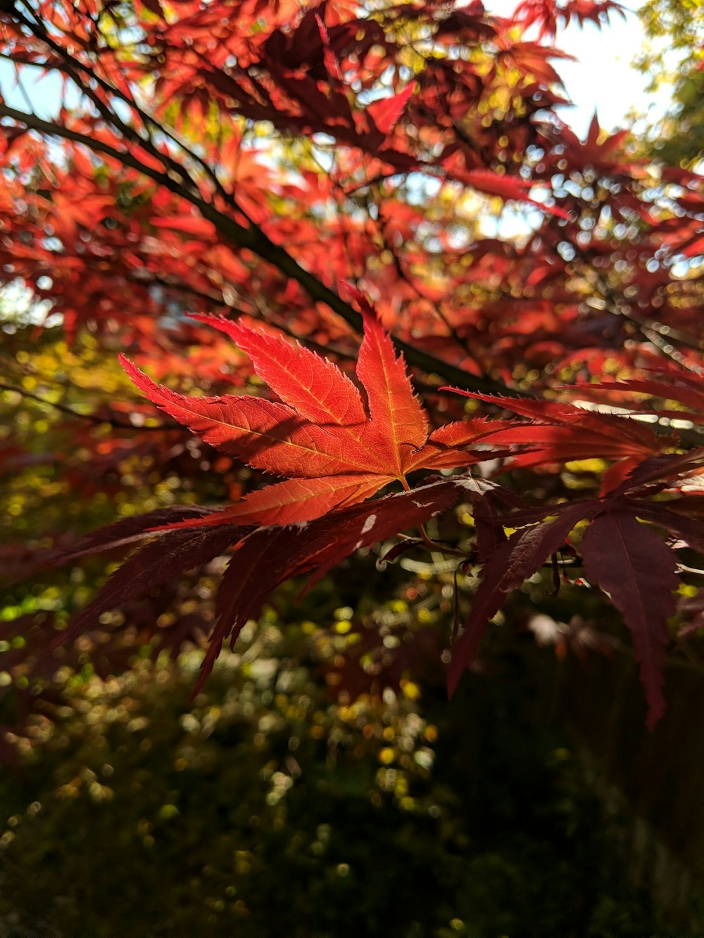 selective focus photography of red tree