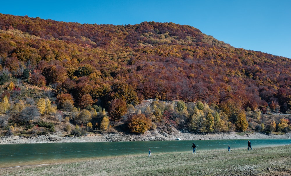 body of water beside tree