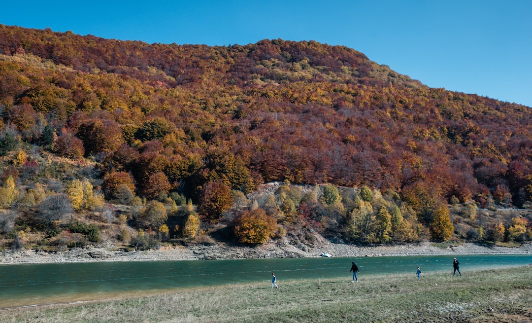 body of water beside tree