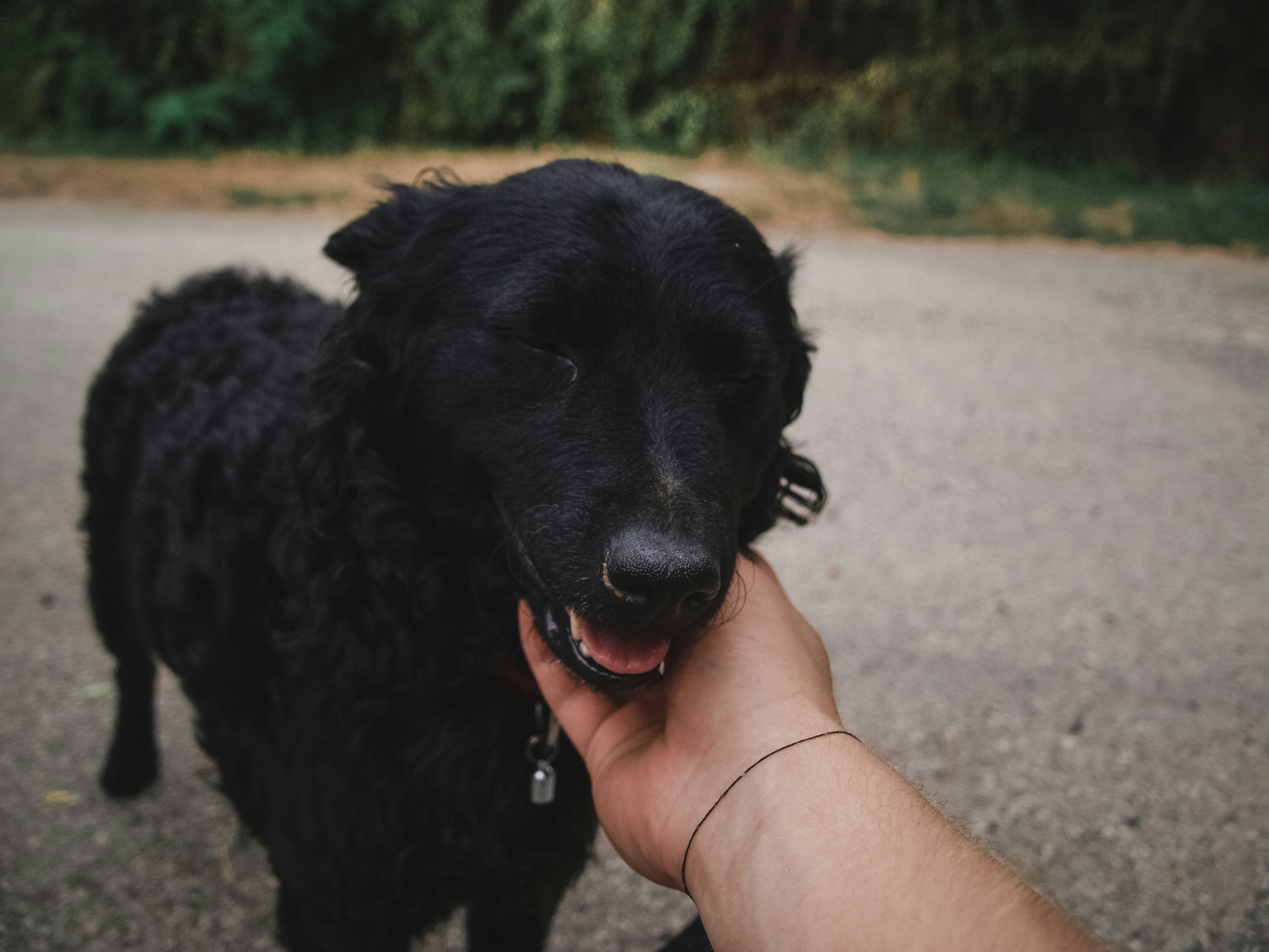 Photo by bencehalmosi