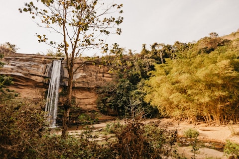 trees near waterfalls