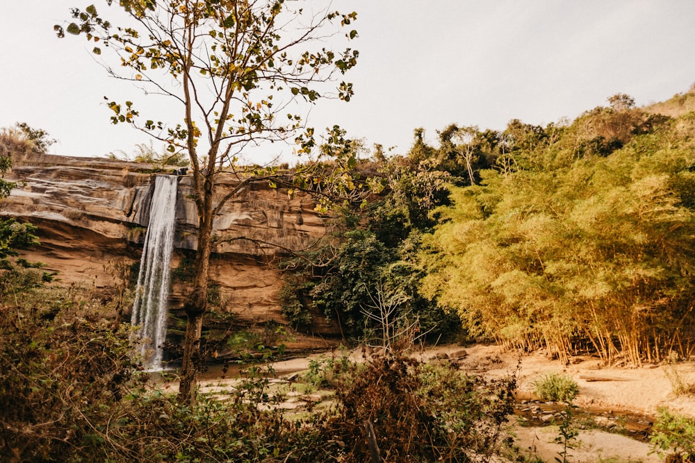 trees near waterfalls