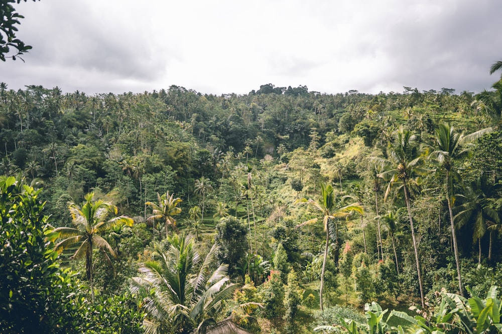 forest during day