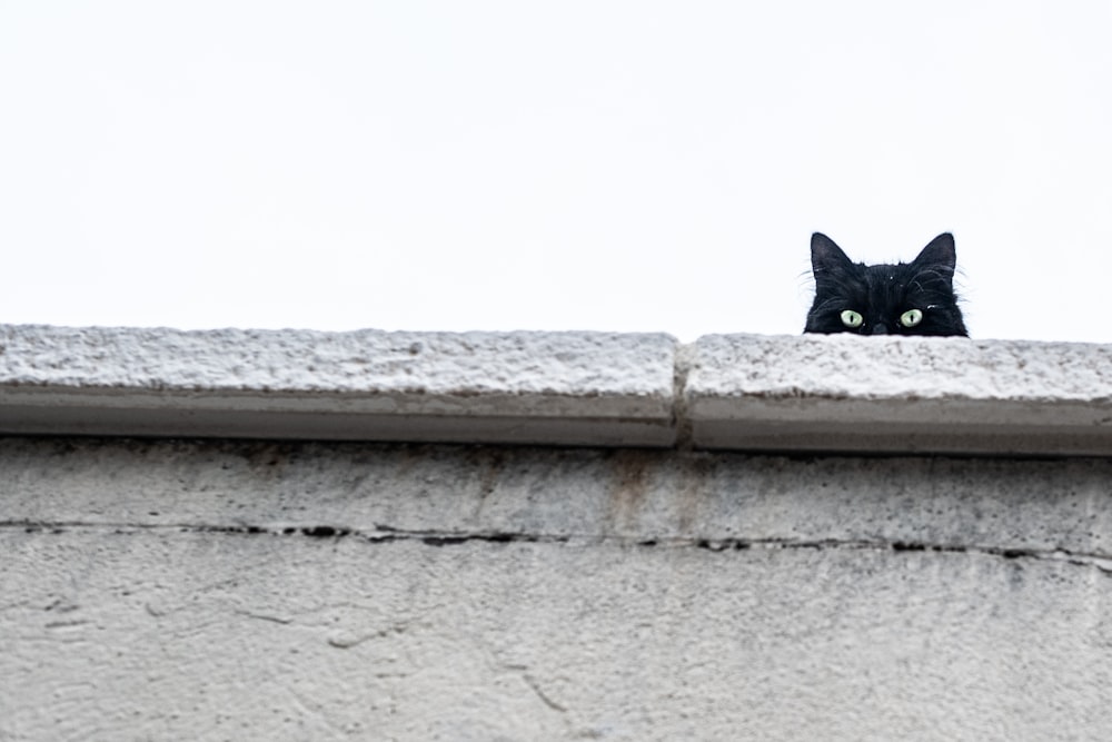 cat behind walls