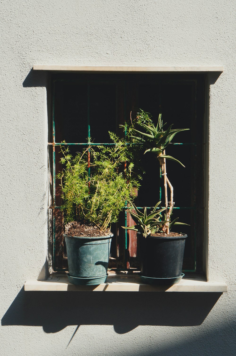 plants on window