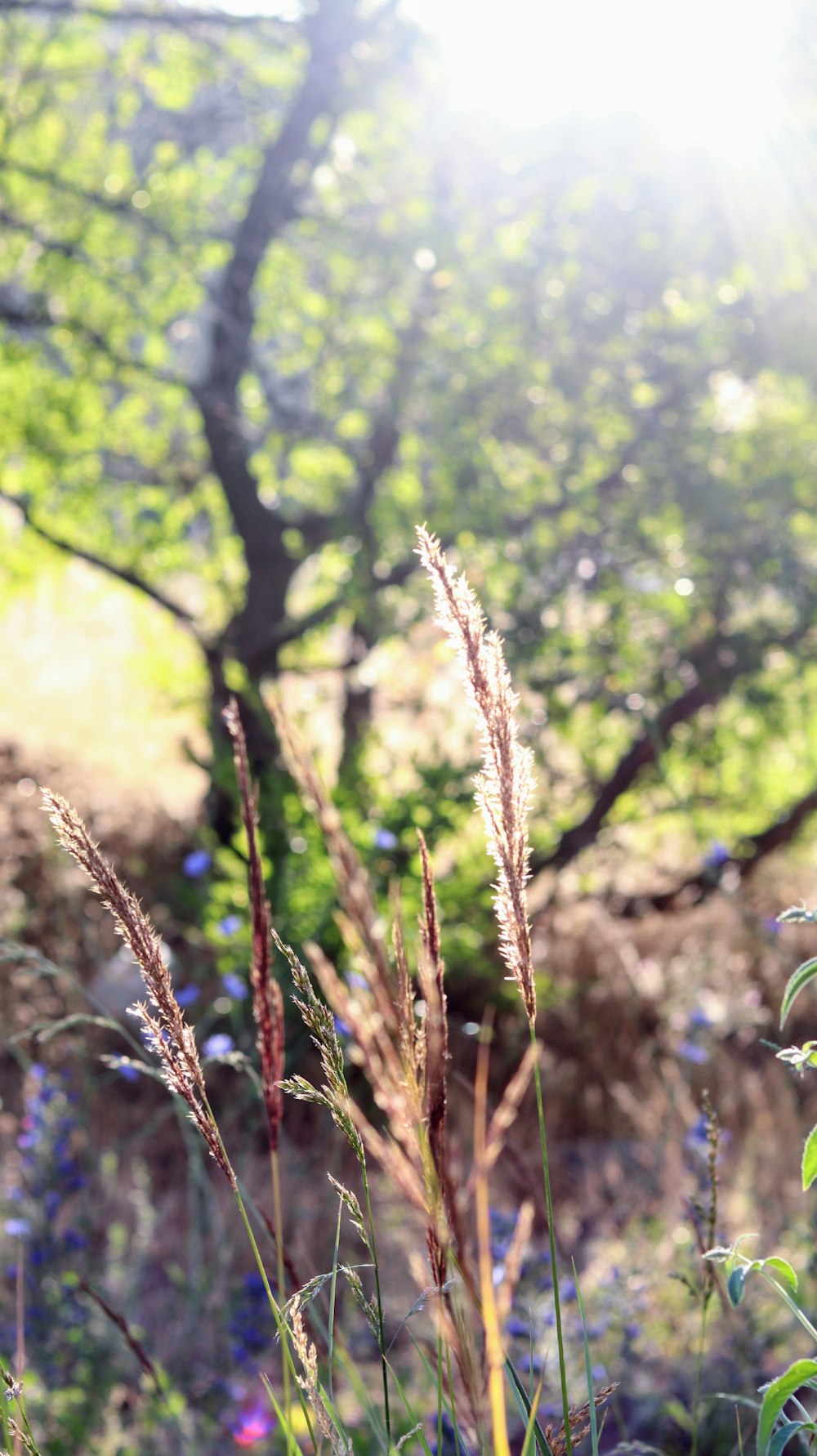 wheat plant