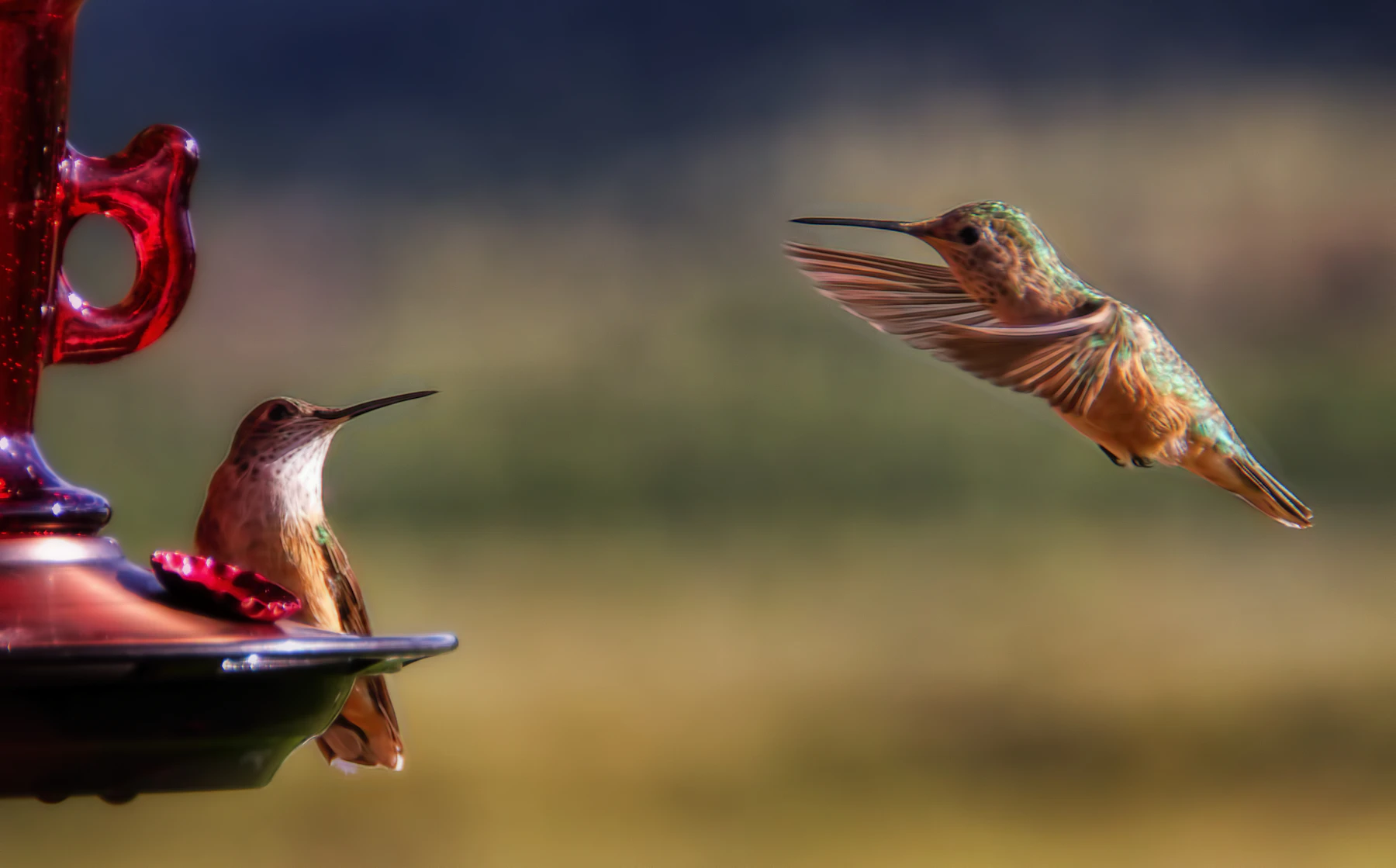 A hummingbird perched at a red nectar feeder while a second one hovers toward it