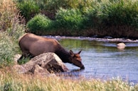 Wildlife moment: a deer quietly drinking from a forest stream surrounded by lush greenery.