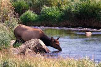 A rare shot of an okapi drinking from a small forest stream surrounded by vibrant green plants.