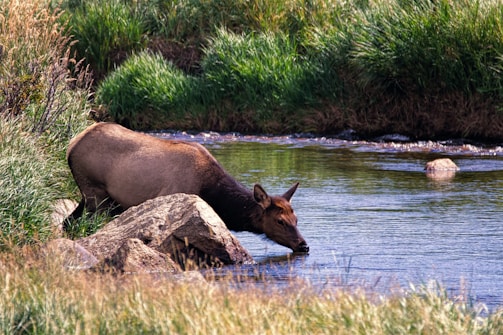 A rare shot of an okapi drinking from a small forest stream surrounded by vibrant green plants.