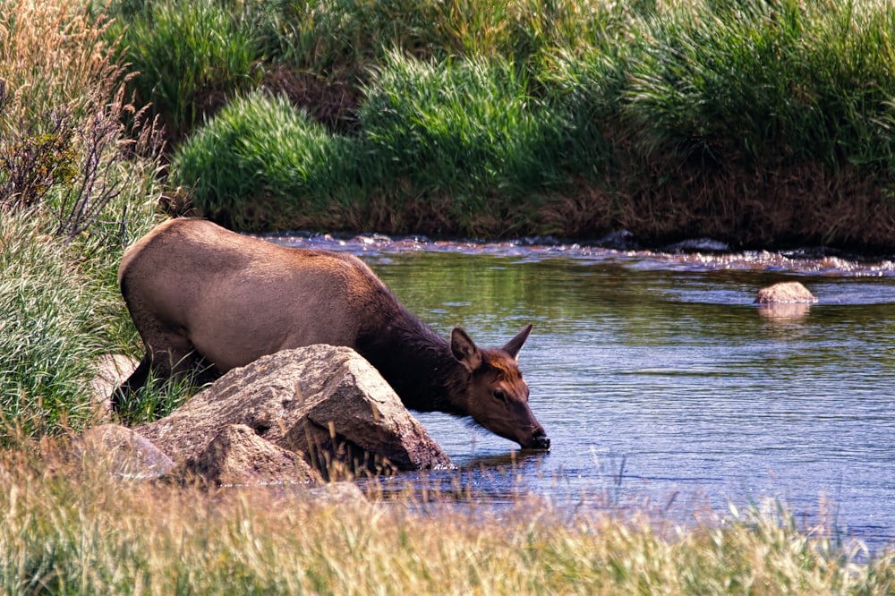 brown animal near river