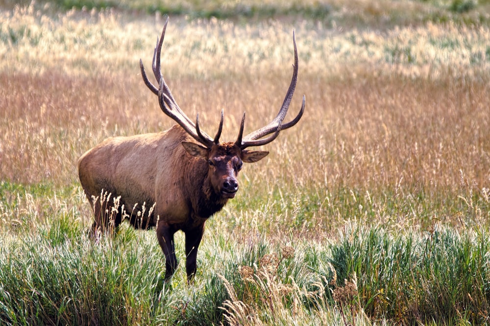 brown moose surrounded by grass