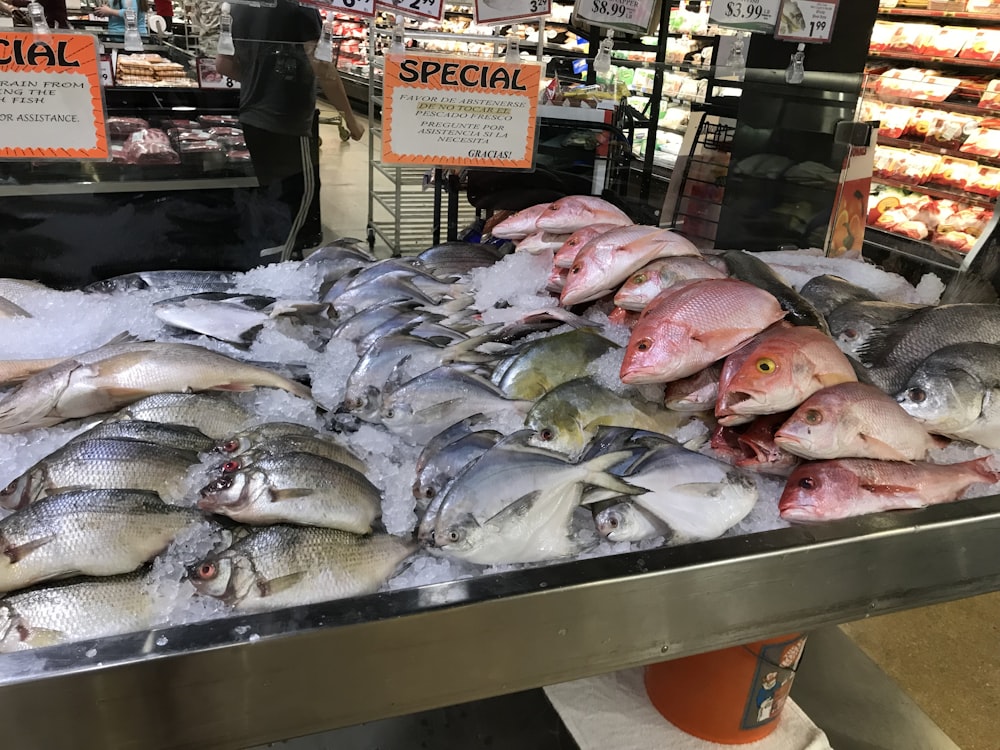 verschiedene Fische mit Eis in der Ausstellung