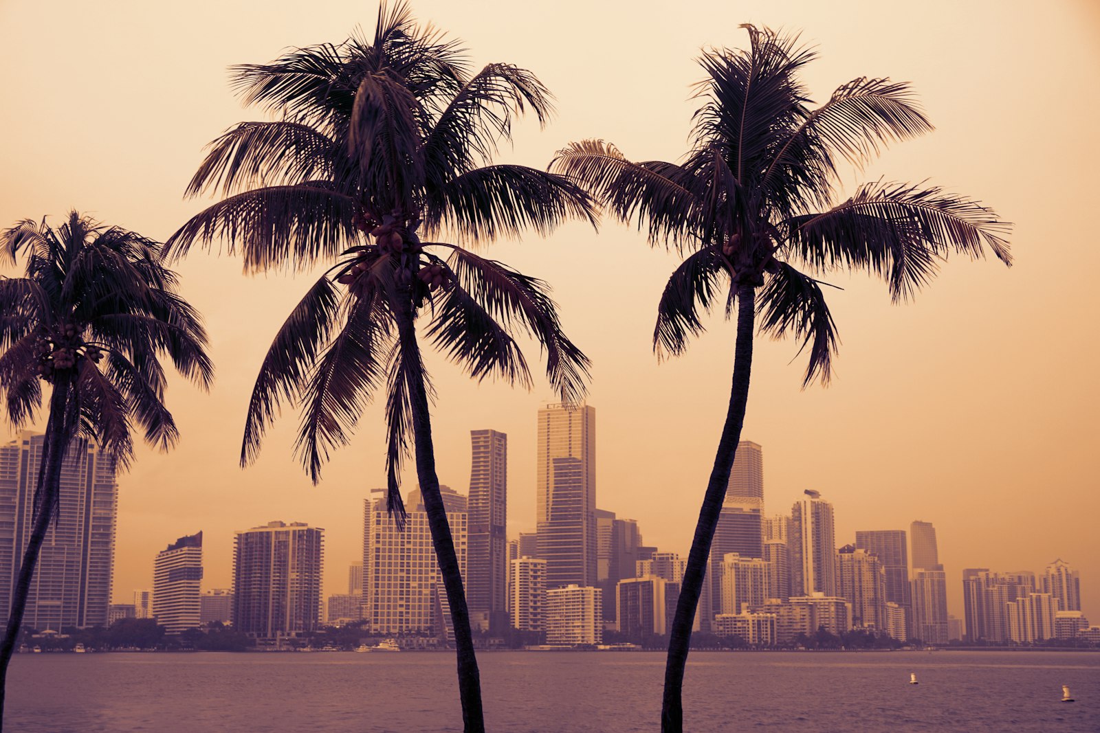 Palm trees rising in front of the Miami skyline