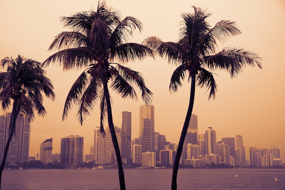 two palm trees in front of a city skyline