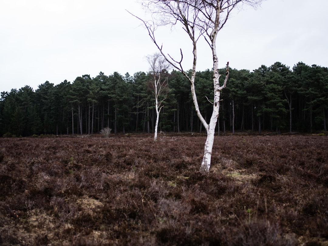 leafless trees