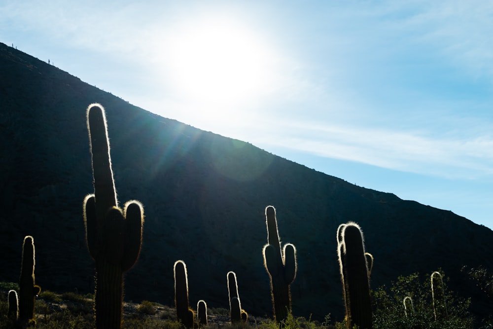 cactus plant