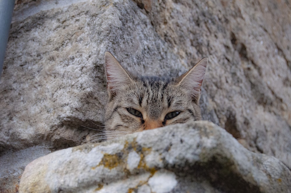 close-up photography gray cat behind rock