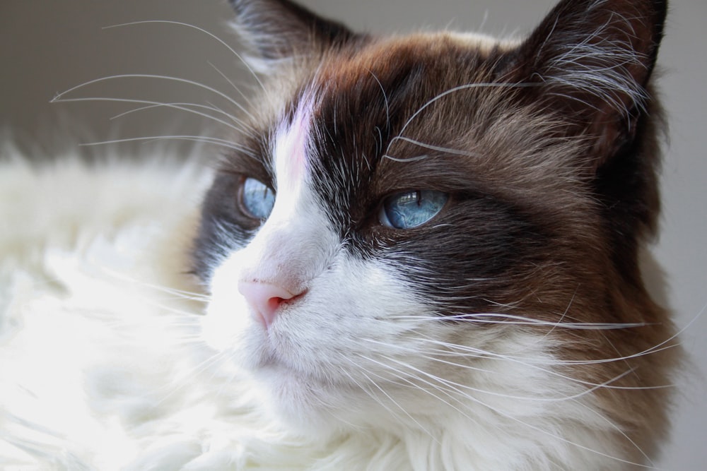 closeup photography of white and brown cat