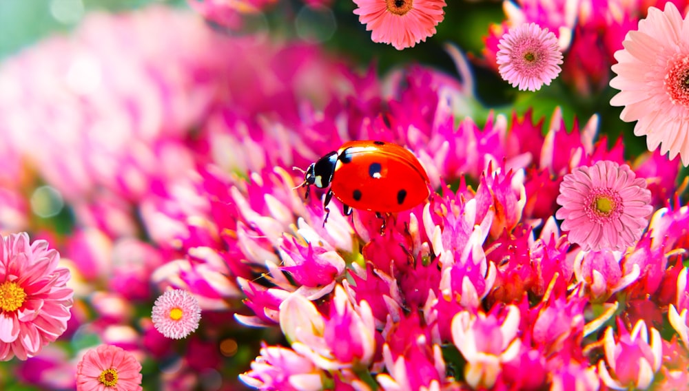 macro photography of lady bug on pink petaled flowers