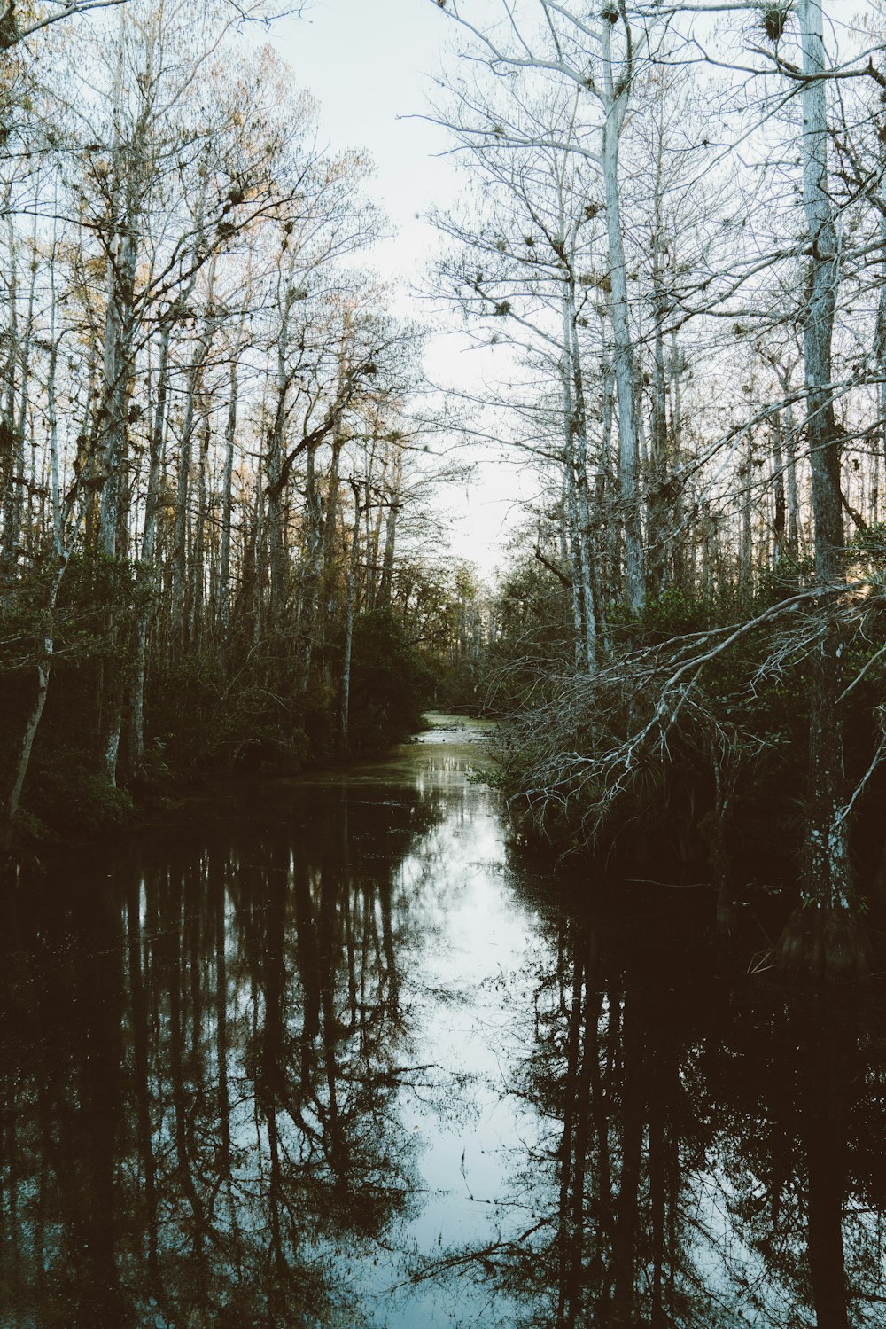 leafless trees between river