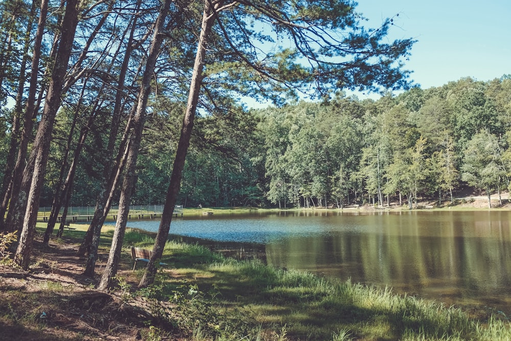 green-leafed trees beside water