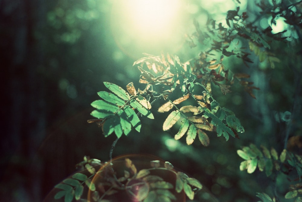 green leafed plant