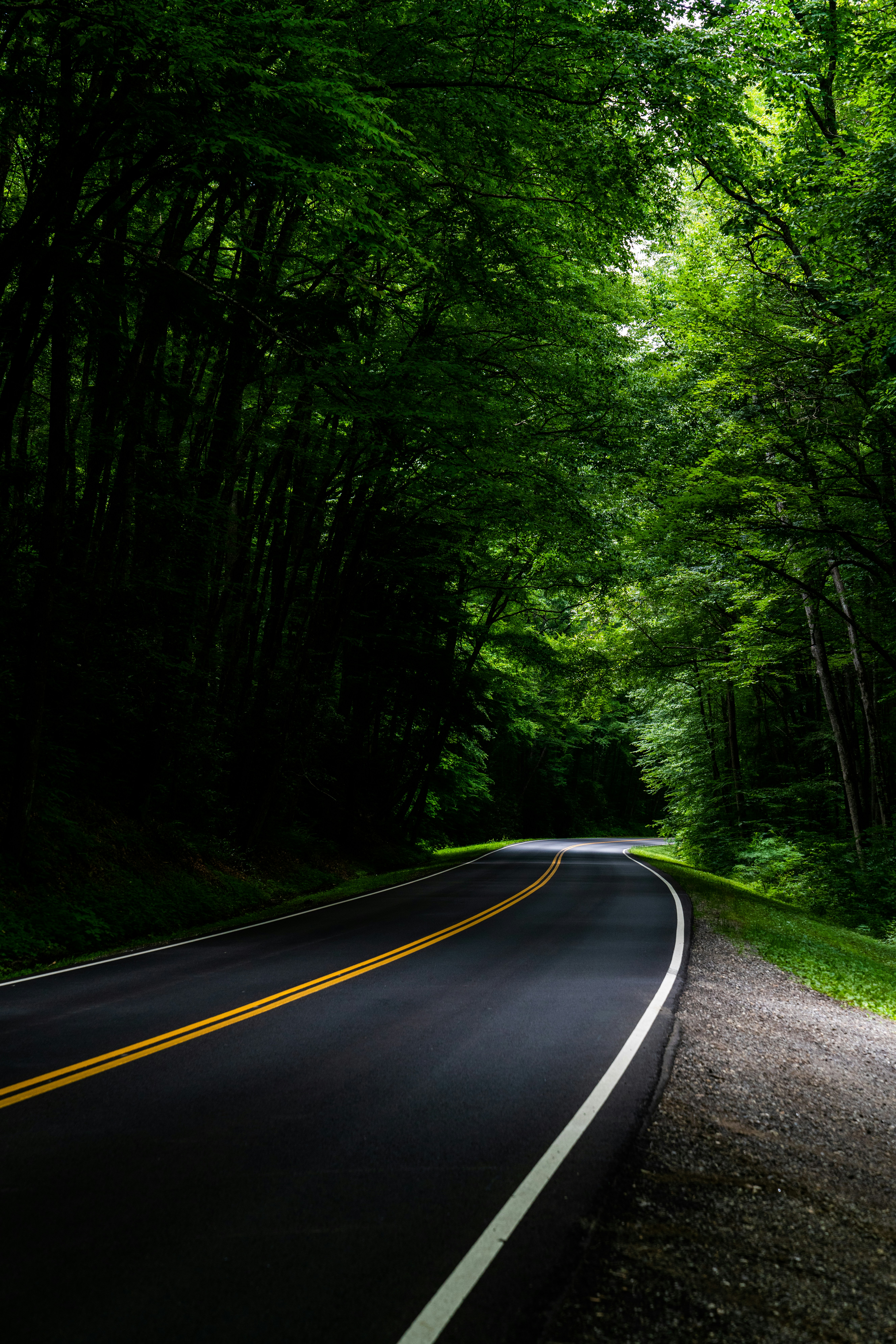 asphalt road under tall trees