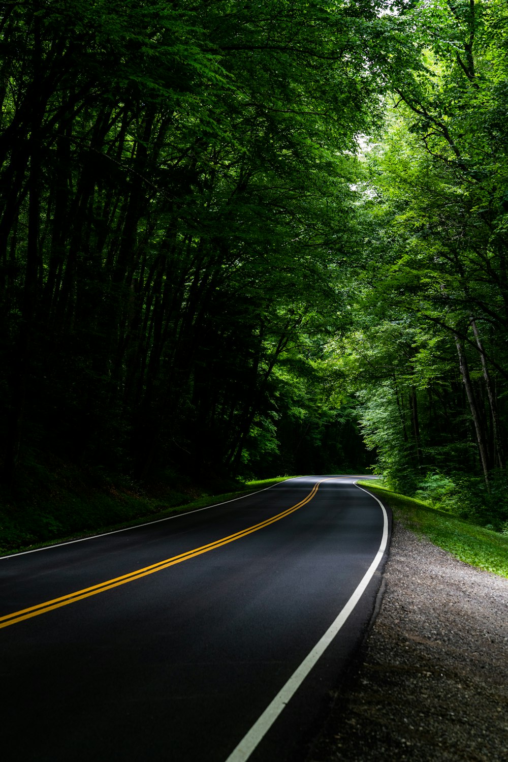 asphalt road under tall trees