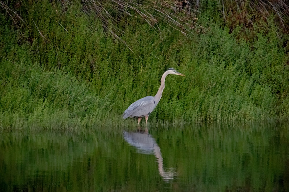 gray and white long-beaked bird near body of water and green field