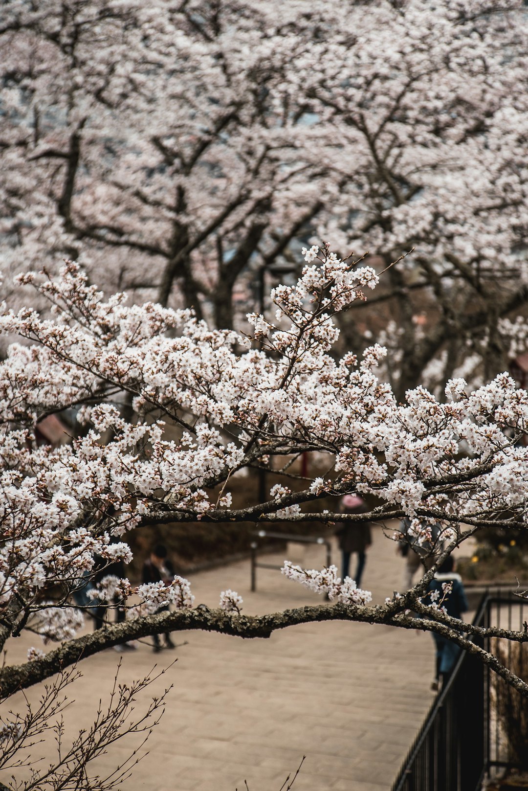 pink cherry blossom tree