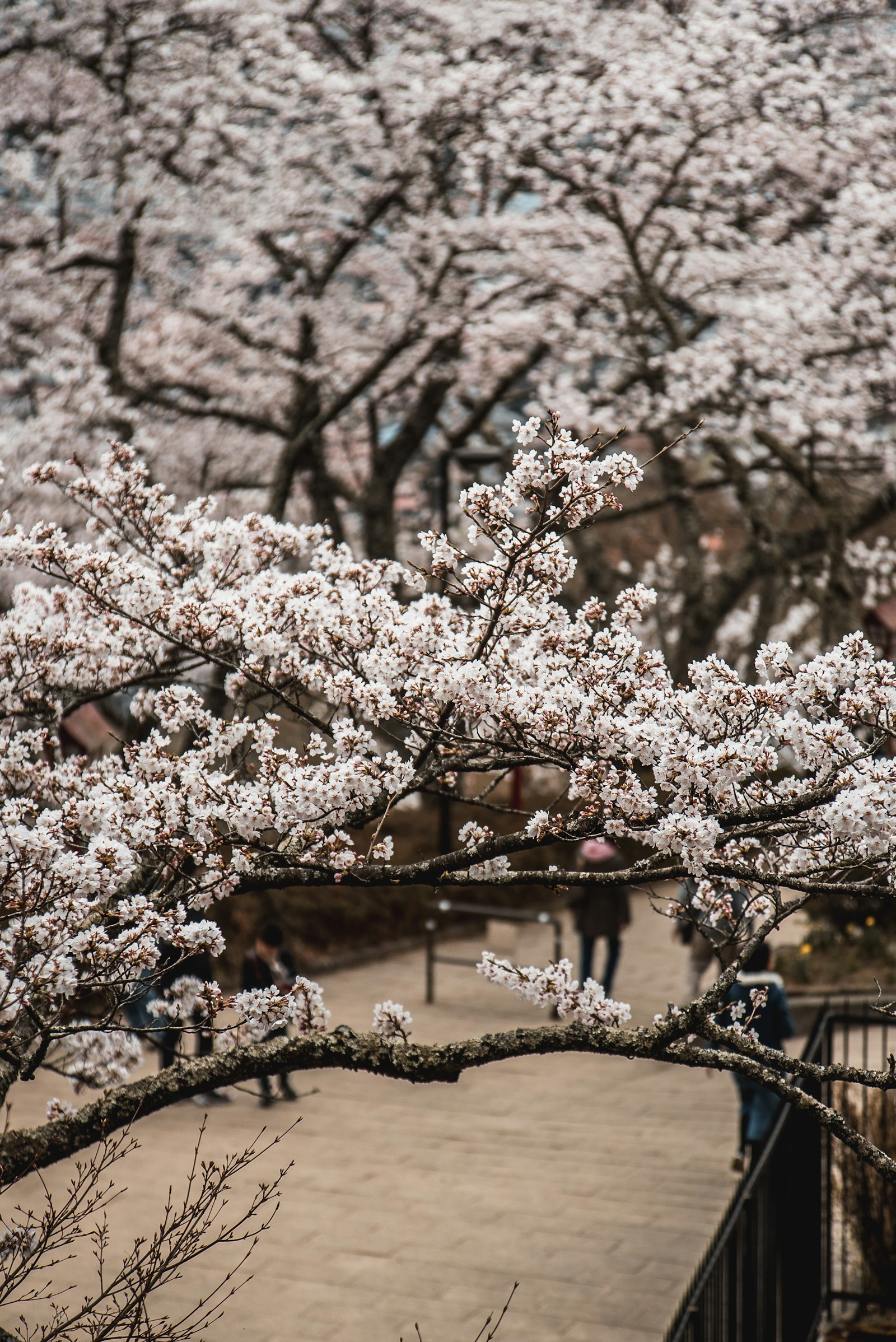 Sony a7S + Tamron 18-270mm F3.5-6.3 Di II PZD sample photo. Pink cherry blossom tree photography