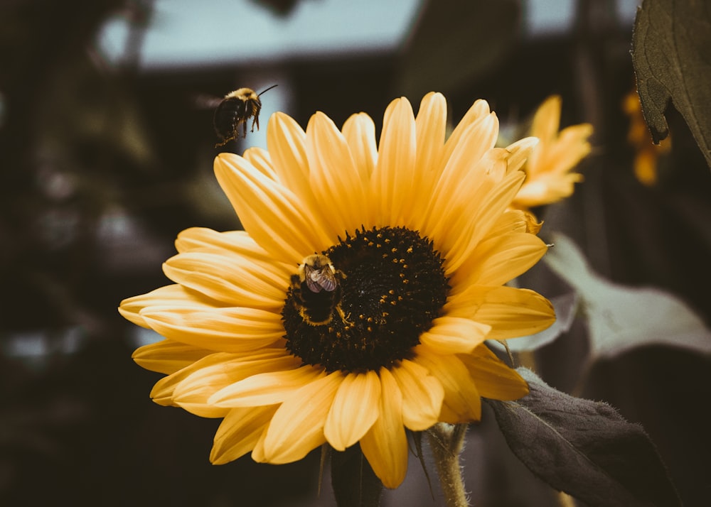 Sonnenblumen-Fotografie