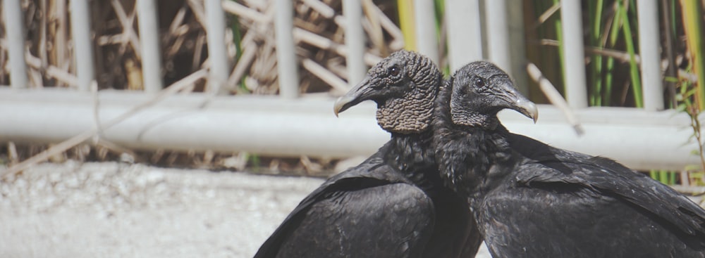 deux oiseaux noirs