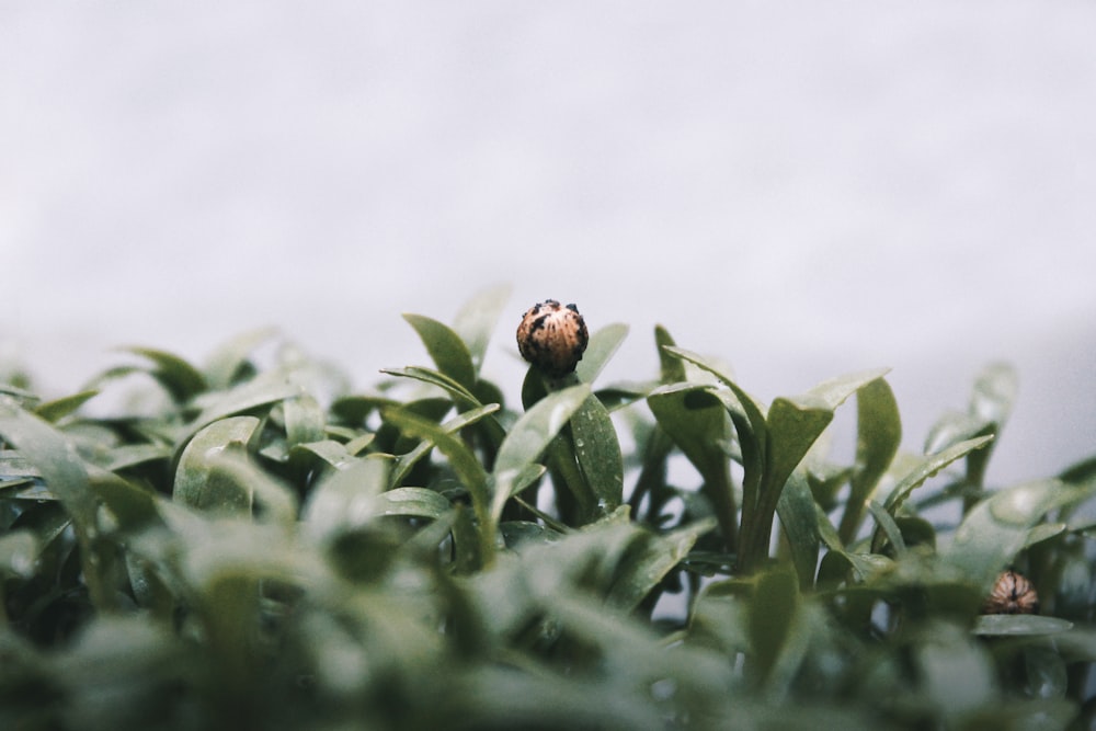 green leafed plant