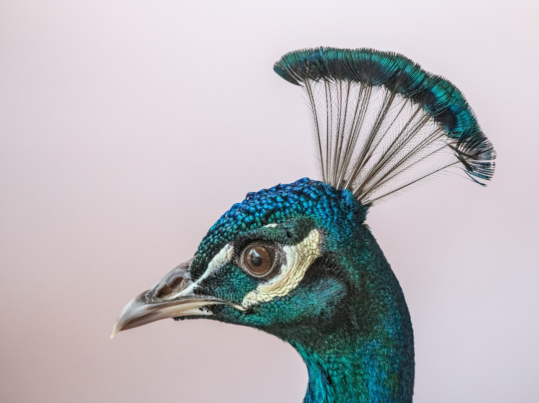 A Peacock Head with Crest