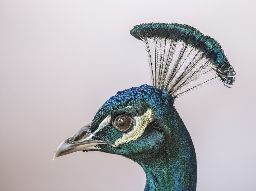 a close up of a peacock with a long tail
