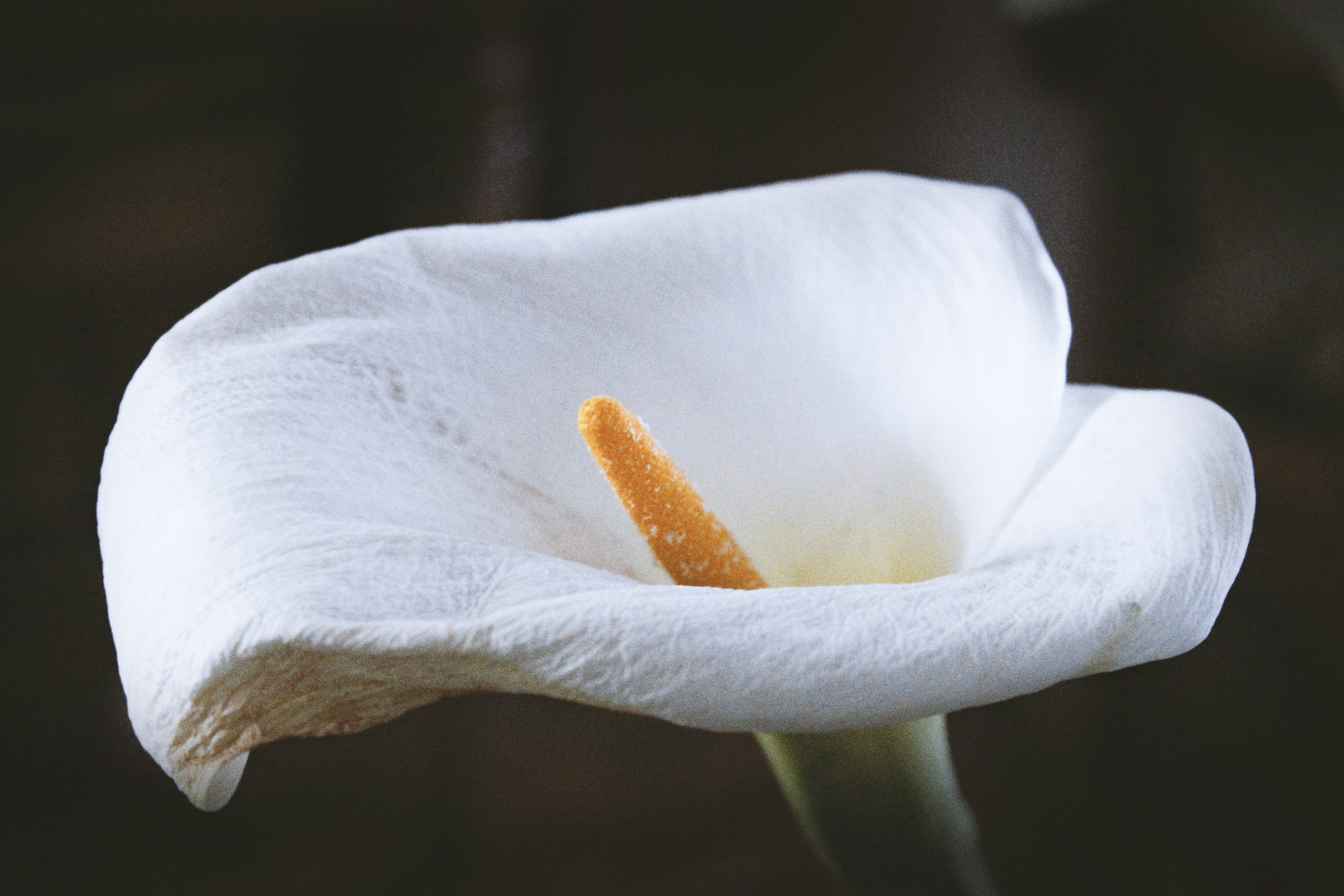 https://images.unsplash.com/photo-1569012691159-1e6afb136f12?ixid=M3w2MjYzNjJ8MHwxfHNlYXJjaHw5fHxQbGFudGF8ZW58MHwwfHx8MTc0NzMwMTQyNnww&ixlib=rb-4.1.0