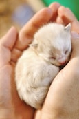 person holding white kitten