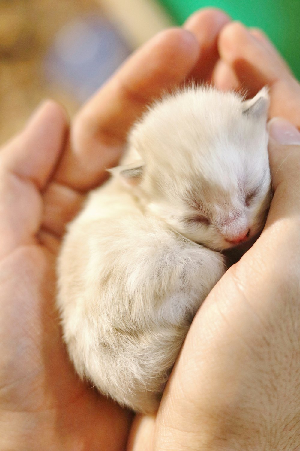 person holding white kitten