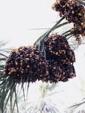Bunches of ripening dates hang from the fronds of a palm tree, showcasing a mix of dark purple and golden hues. The bright sky serves as the backdrop with other palm trees visible in the distance.