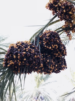 Bunches of ripening dates hang from the fronds of a palm tree, showcasing a mix of dark purple and golden hues. The bright sky serves as the backdrop with other palm trees visible in the distance.
