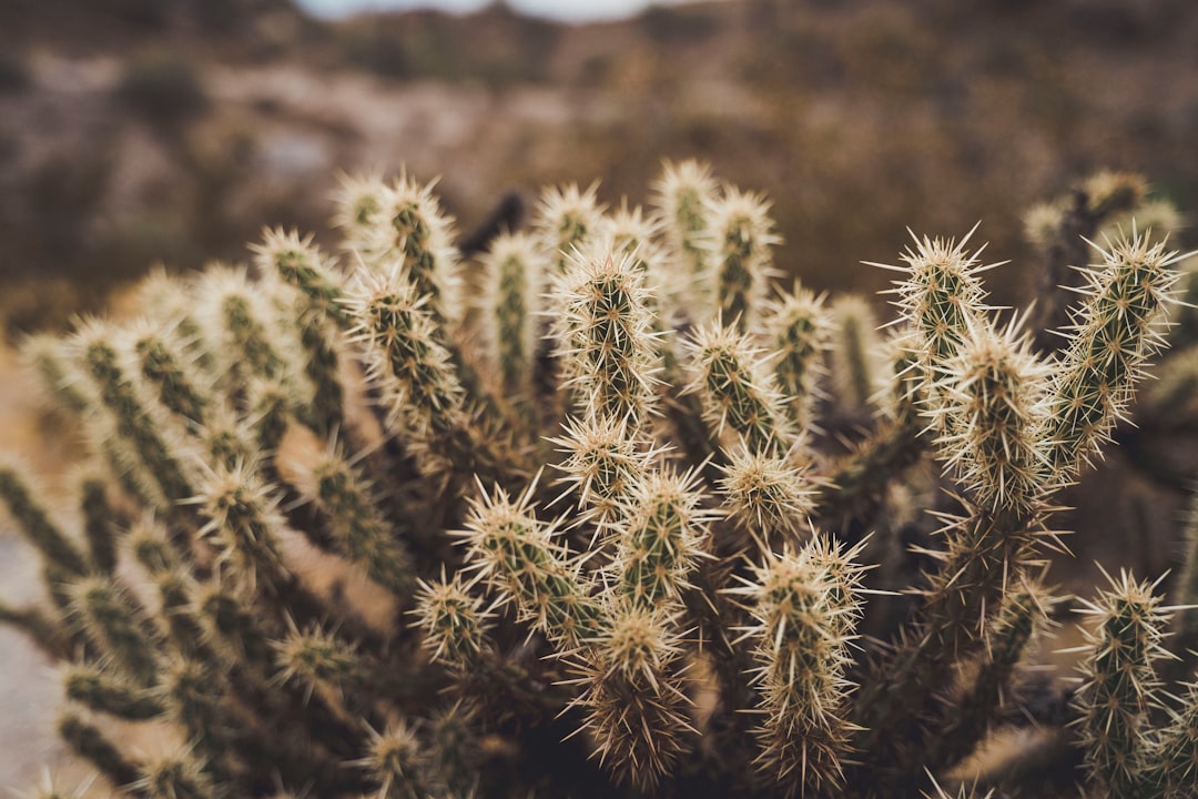 green cactus