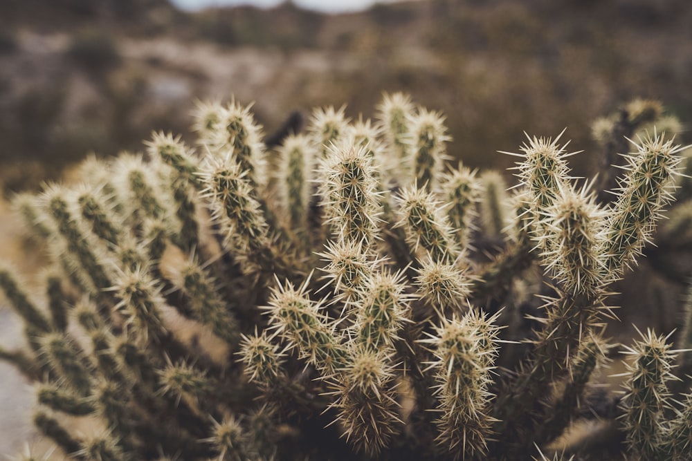 green cactus