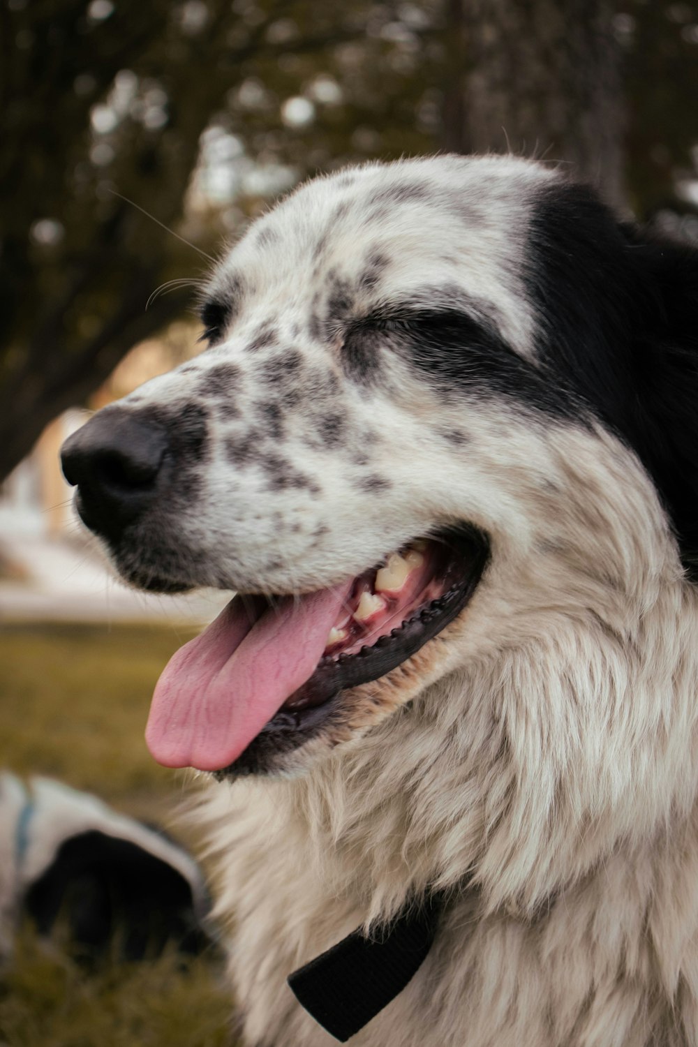 long-haired white and black dog